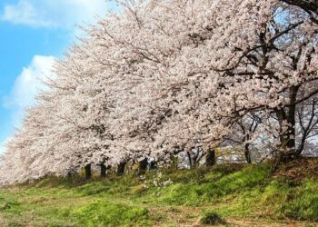 South Korea’s LUPro to produce green ammonia in Oman for export to Southeast Asia – H2 View