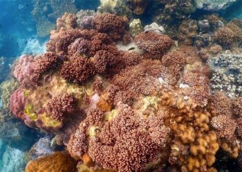 New portable system to aid coral reef restoration goes remote in the Maldives – The Australian Institute of Marine Science