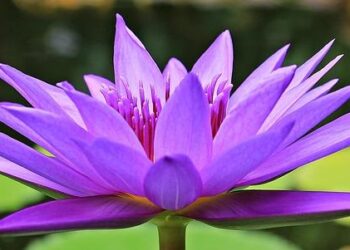 Are aquatic plants really endangered in Tajikistan (core area of the Mountains of central Asia global biodiversity hotspot)? – ScienceDirect.com