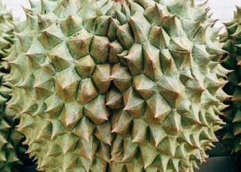 Indonesia prepares direct durian exports to China – FreshPlaza.com