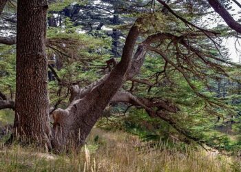 Lebanon Israel – The Herald Journal