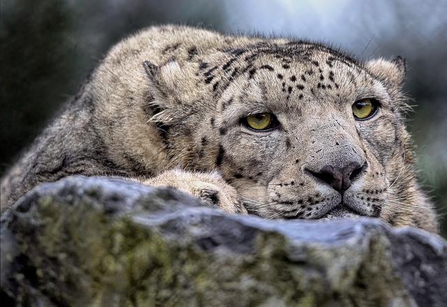 Innovative Research⁤ Methods for Tracking Snow Leopards