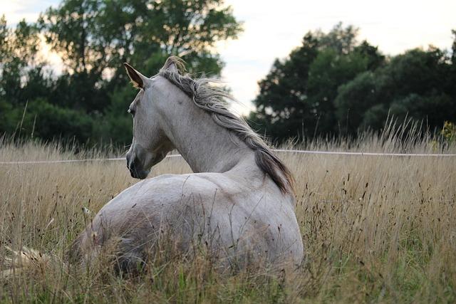 Celebrating Excellence in Arabian Horse ​Breeding: key Takeaways from the auction