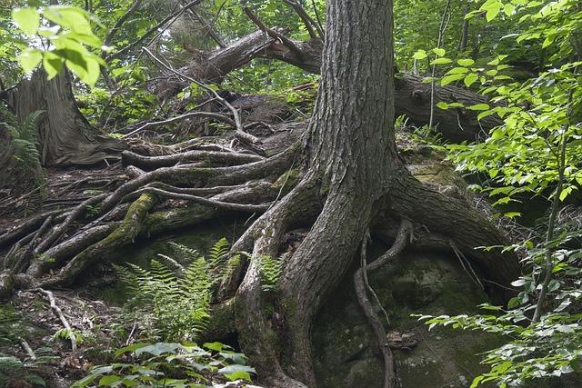 A⁢ Path ⁢Forward: Strengthening Community Resilience Through Collaboration and Advocacy