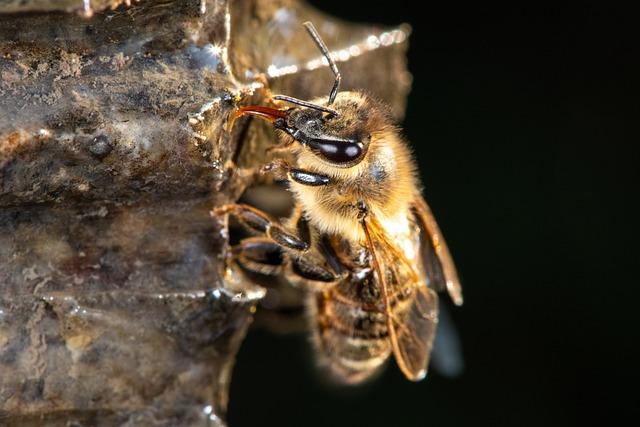 Strategies for Bee Conservation Amidst Climate Threats