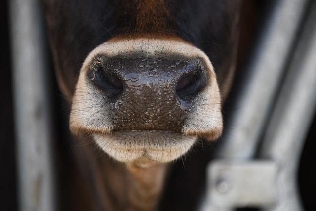 Economic⁢ Implications of Importing ⁤Dairy‌ Cows⁣ for Local farmers