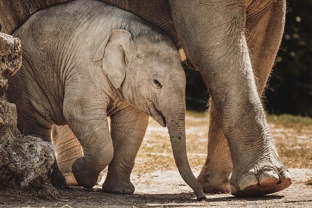 Challenges Facing Asian​ Elephants ‍Despite Optimistic Trends