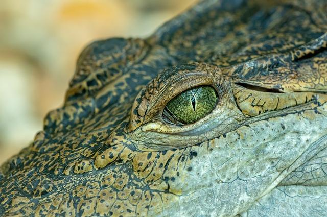 Exploring the Decline of Cambodia's Crocodile⁢ Population