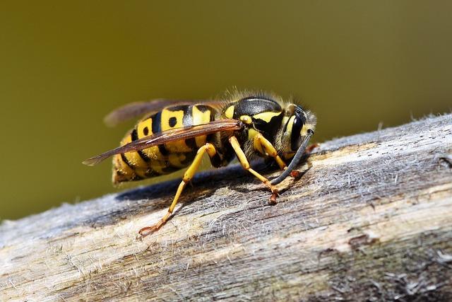 best Practices for Reporting and Managing Invasive Hornet Sightings