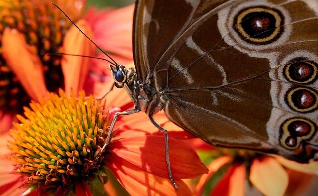 Community Engagement and Education in Protecting Pollinators