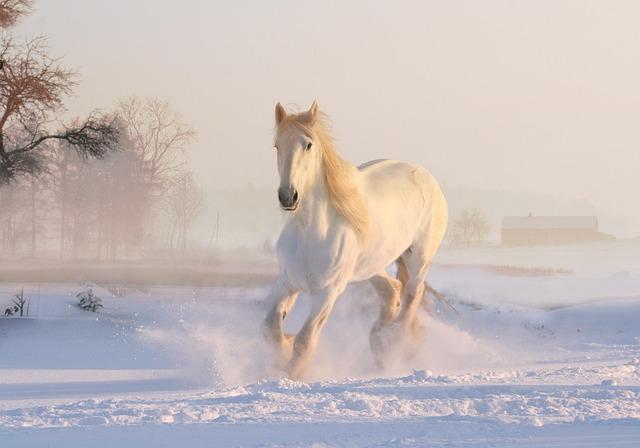 Economic Impact of the horse Auction: ⁢Opportunities for Local and International Investment