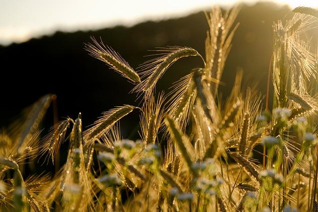 analyzing the Impact of Climate and Soil Quality on Crop Yields in Zhetisu