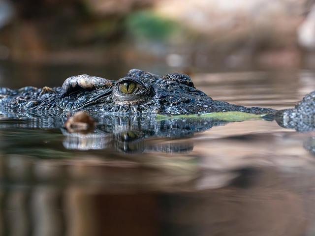 future ‍Strategies ‌for Ensuring Long-Term Survival of Siamese Crocodiles