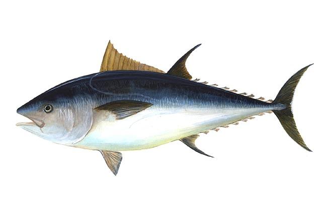 Regulatory Oversight: The Gaps in International Monitoring of Tuna Fisheries