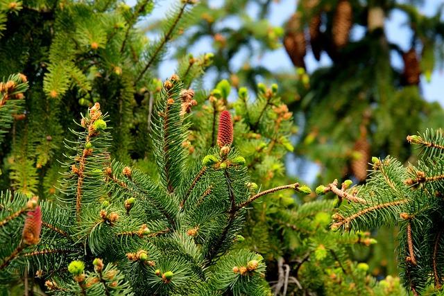 Economic Opportunities⁣ Through Sustainable ⁢Pearling Practices