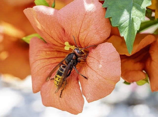 Identifying Invasive Hornet Nests: Signs to Look For