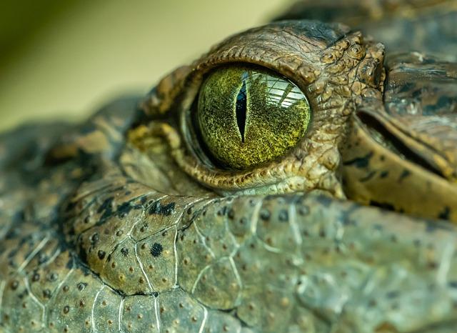 'We will preserve them': saving Cambodia's crocodiles - ⁢Shelbynews