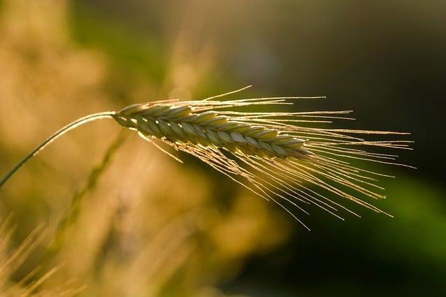 Future of Agriculture in Georgia: Challenges and Opportunities Ahead