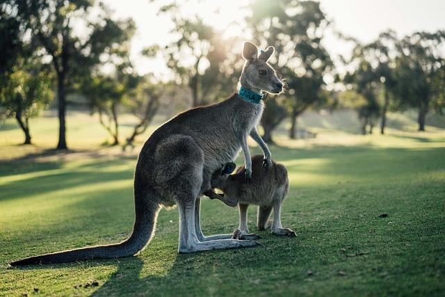 Recommendations for ⁣Australia: Balancing National Security and Human‌ Rights