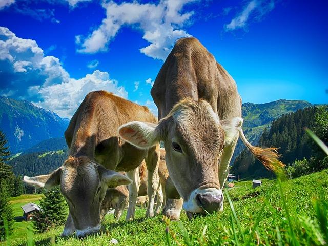 Potential Environmental ⁣Impact of⁣ Increased Dairy Farming in Indonesia