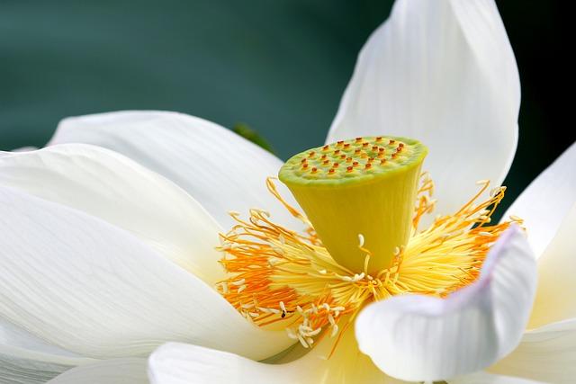 Exploring the Opulence of the White Lotus Villa