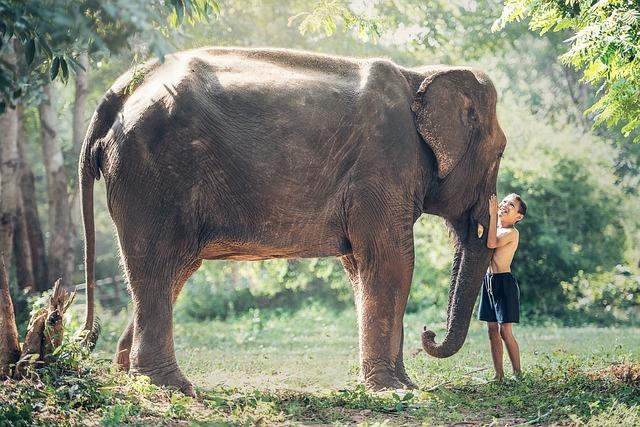 Future Strategies for Protecting Cambodia's Elephants