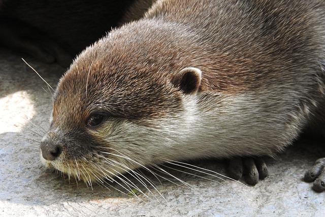 World’s Smallest Otter Rediscovered in Nepal's Wetlands