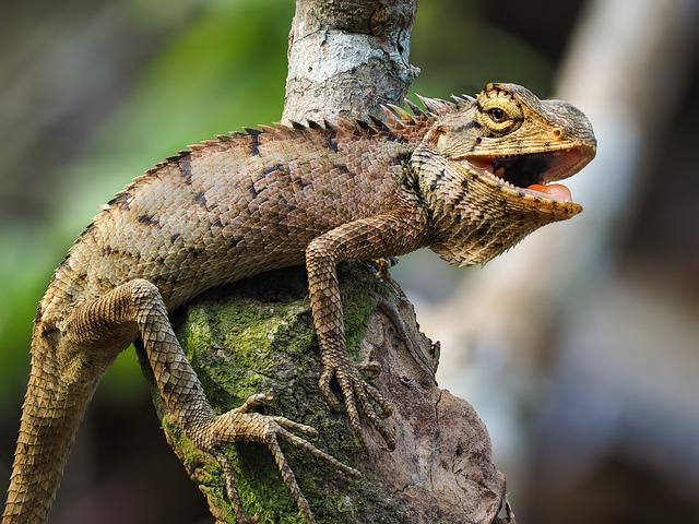 Exploring the Eco-Tourism Impact on Iguana Conservation