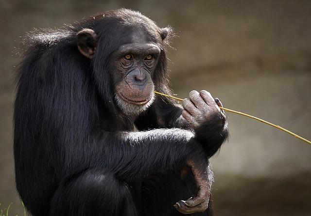 Sri Lanka counts monkeys, peacocks to avert crop damage - Moree Champion