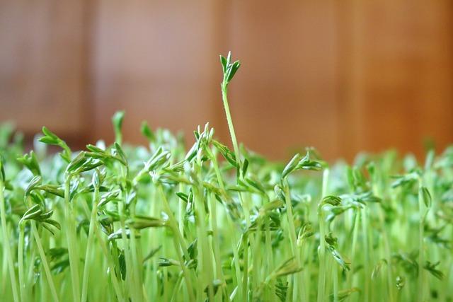 The Significance Of NOWRUZ: A Global Spring Celebration Across Cultures