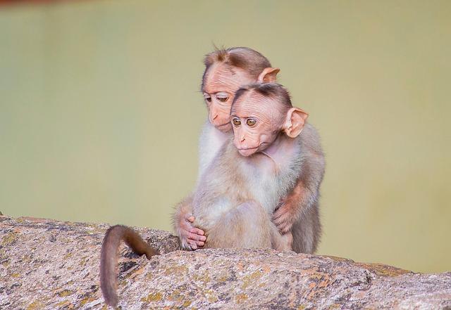 The Role of Monkeys, Peacocks, and Squirrels in Agricultural Ecosystems