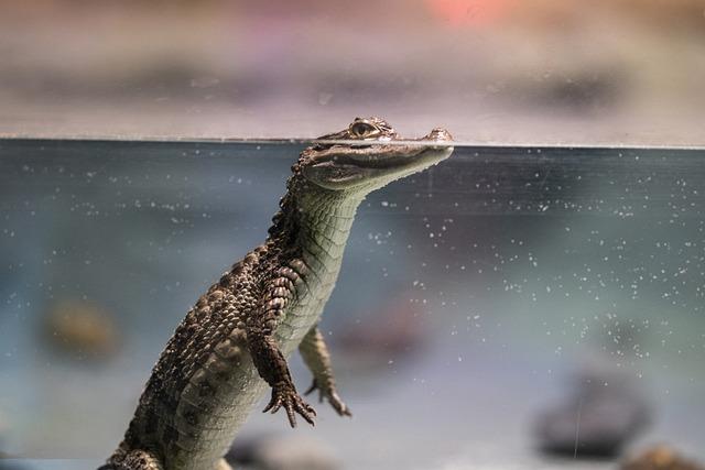 Conservation Efforts in Action for the Endangered Siamese Crocodile