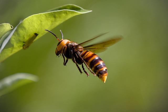 Georgia Authorities Warn About Rising Threat of Invasive Hornets