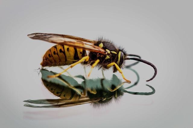 Understanding the Environmental Impact of Invasive Hornets on Local Ecosystems