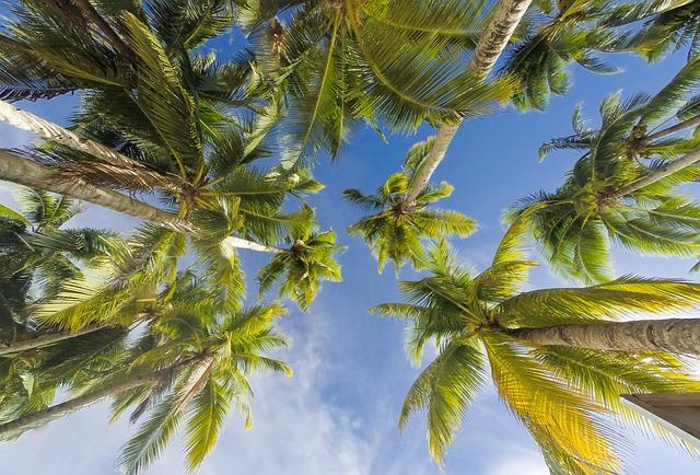 Impact of Climatic Changes on⁣ Coconut Production in Indonesia