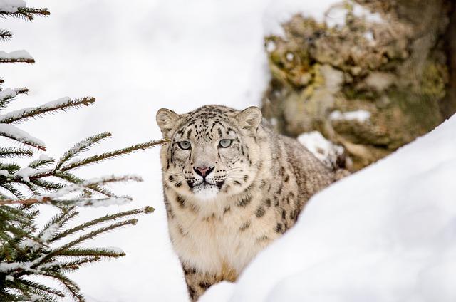 importance of Habitat Protection for Snow Leopard Survival