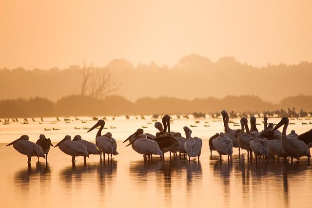 The Global importance‌ of Wetland Conservation in Southeast Asia