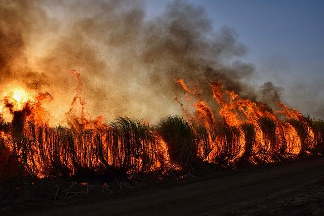 Wildfires in South Korea turn deadly, prompt evacuations - DW (English)