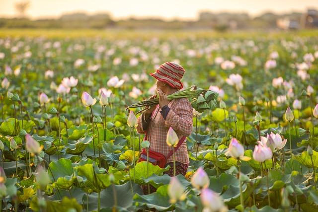 Future Prospects for Cambodia's agricultural Sector with EU Support