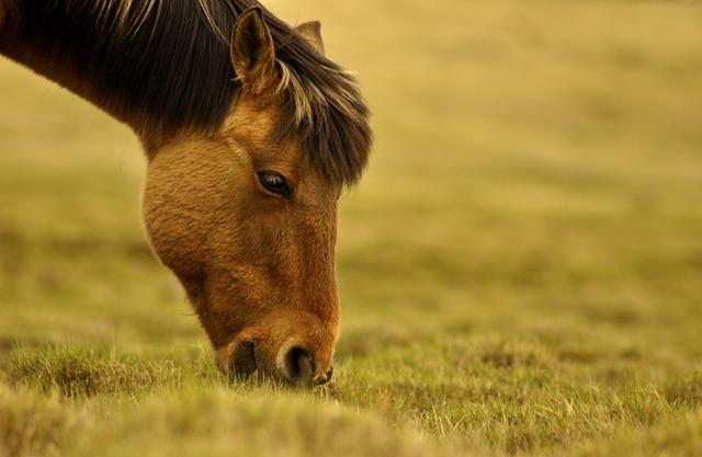 Mongolia's Climate Finance Initiative: A Game Changer for Grassland Preservation