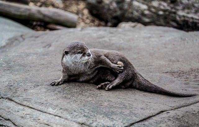 Ecological Meaning of the Otter's Return