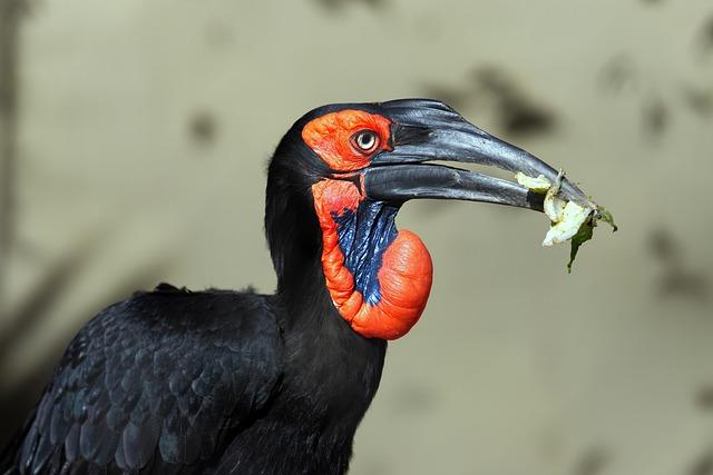 Exploring the ‍Discovery⁢ of‌ a Unique Avian‌ Species ⁣in Indonesia