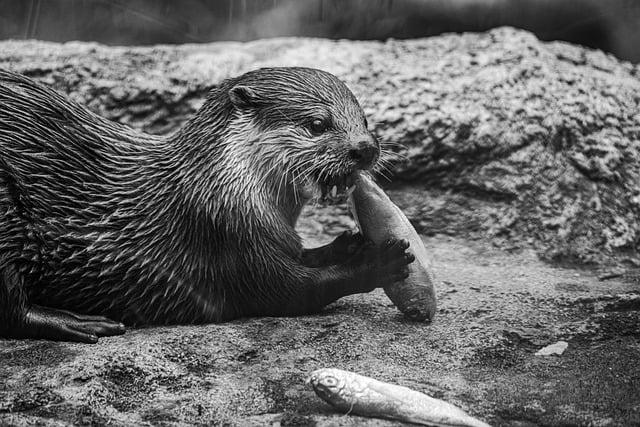 Challenges Facing the Otter's Habitat