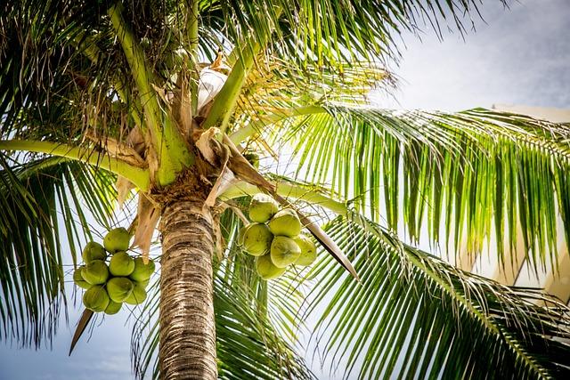 Coconut Shortage Triggers Layoffs ⁤at Indonesian Processing Firms