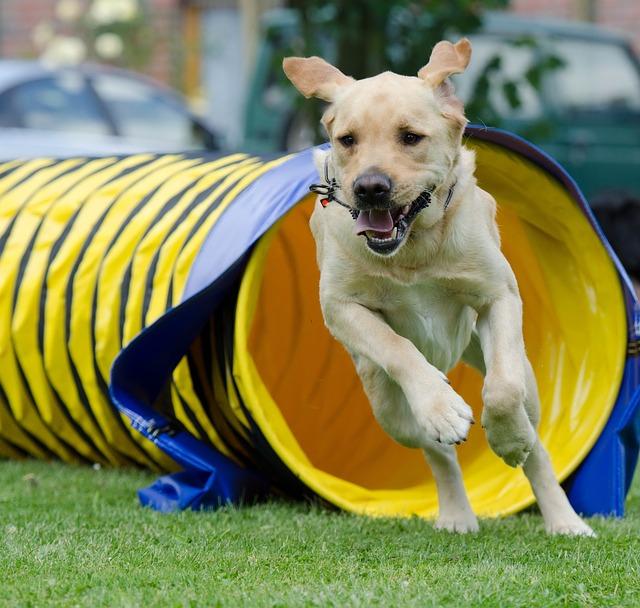 Addressing Challenges to Enhance Financial ‍Agility ⁣and Resilience