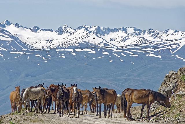 Future Prospects: The Role of ⁢Regional Trade Agreements in Kyrgyzstan’s⁢ Dairy Sector