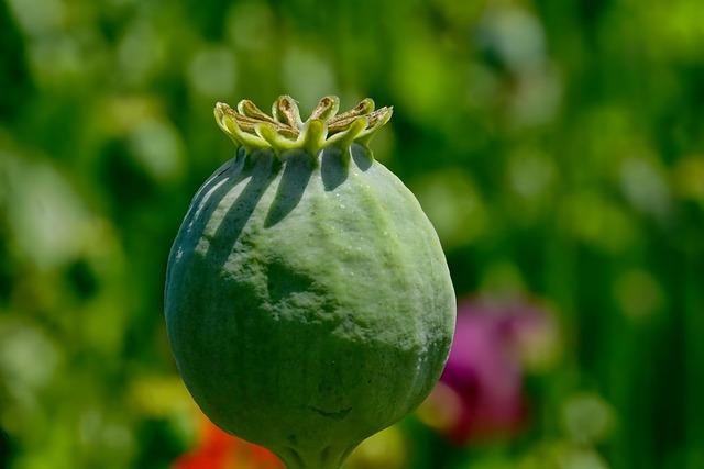 Alternatives to Opium: ‌Exploring⁢ Sustainable Crop Options