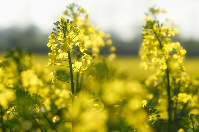 Environmental Benefitsand ChallengesofBiodiesels Adoption 