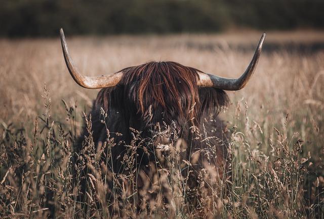 Innovative Waste Management: How a Japanese Town‍ is Transforming Cow Manure into Clean‍ Energy