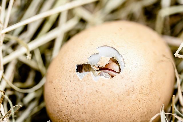 Assessing the ‍Impact‌ of‌ the US Egg⁣ Crisis on Global Markets